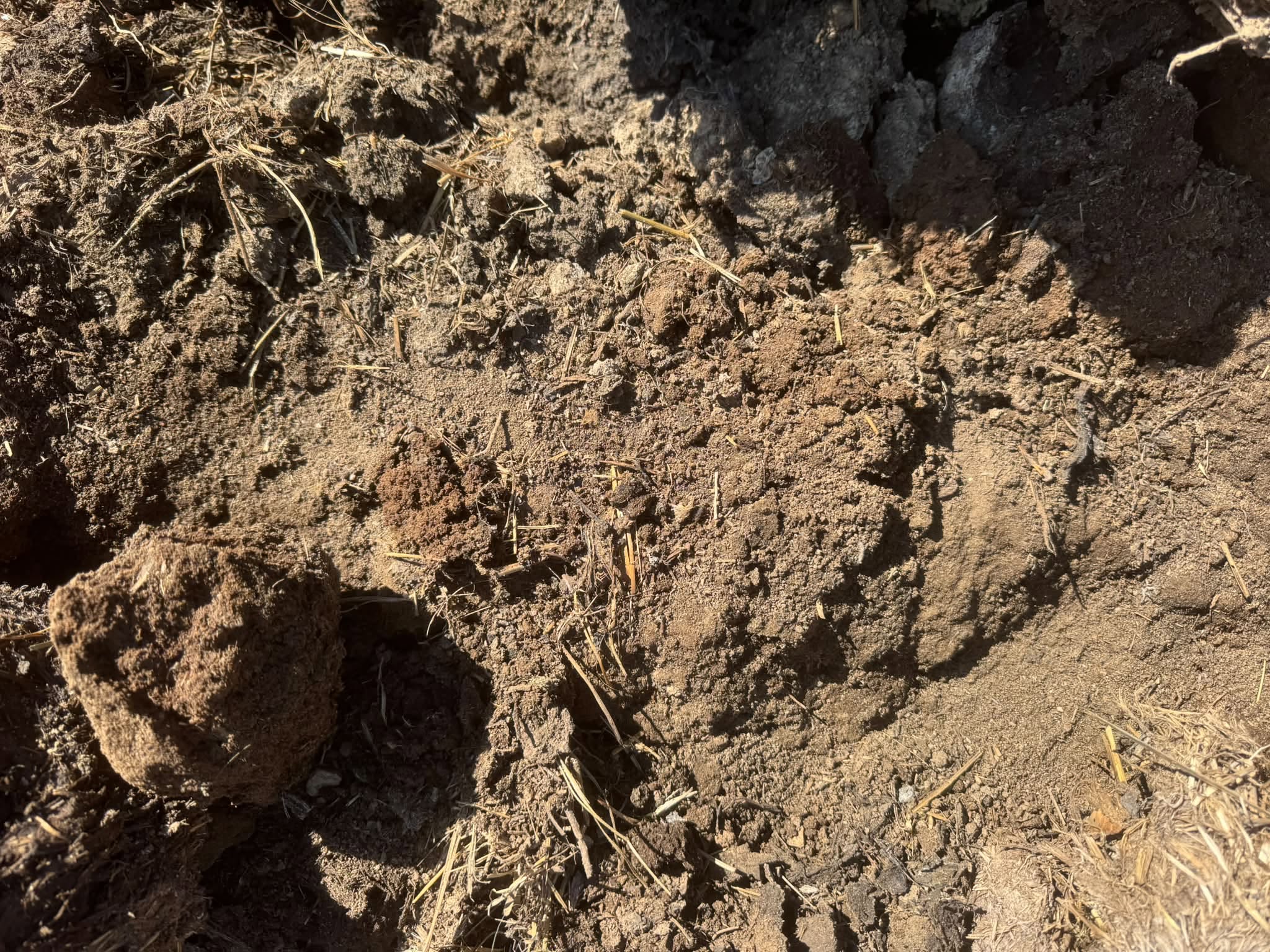 Rich homestead soil